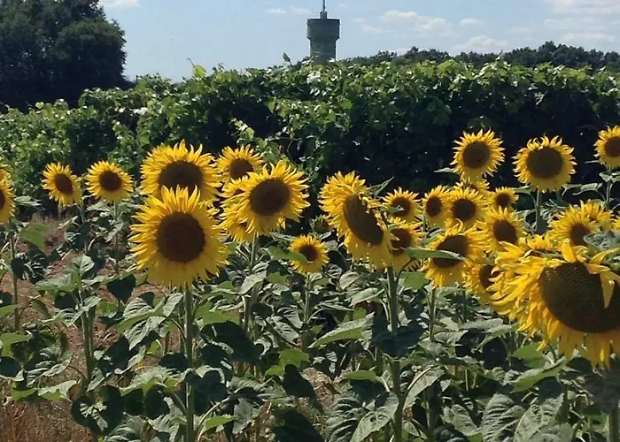 Bed and breakfast Du Calme 3 Star Cognac 3*